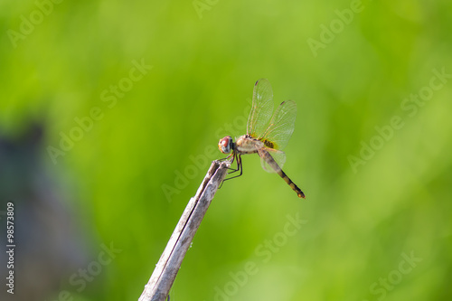 Wallpaper Mural lovely dragonfly Torontodigital.ca