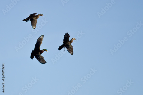 Photography Three Wood Ducks Flying in a Blue Sky
