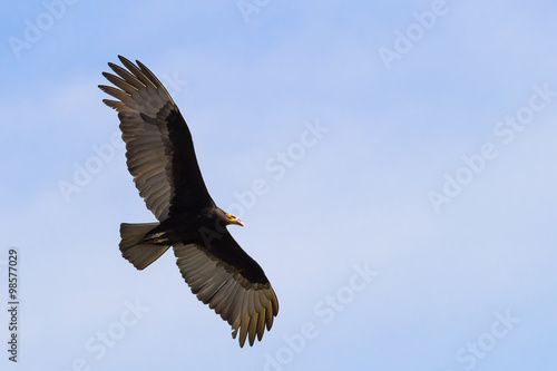 Lesser Yellow-headed Vulture flying at blue sky