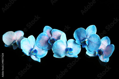 Fototapeta Naklejka Na Ścianę i Meble -  Beautiful blue orchid flowers on dark background