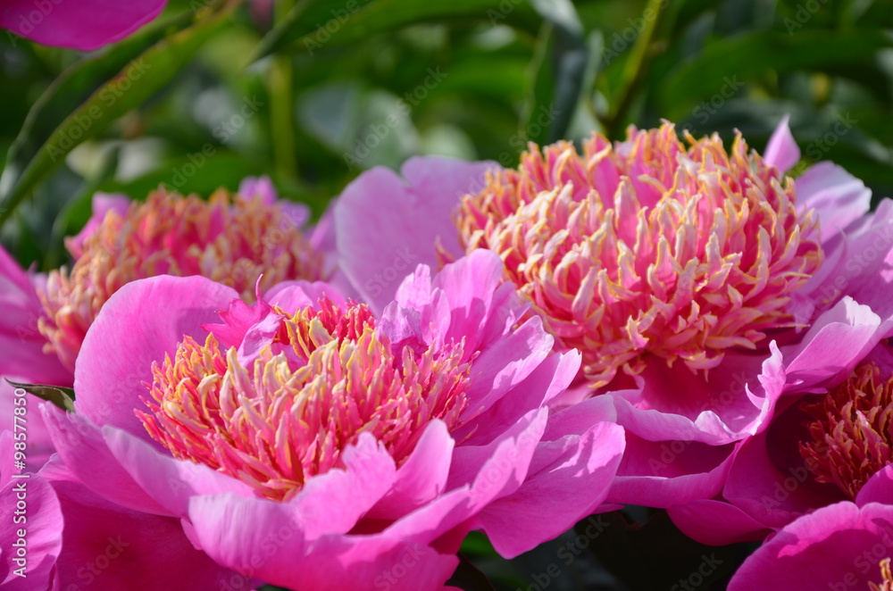 Blooming pink peony Blooming pink peony