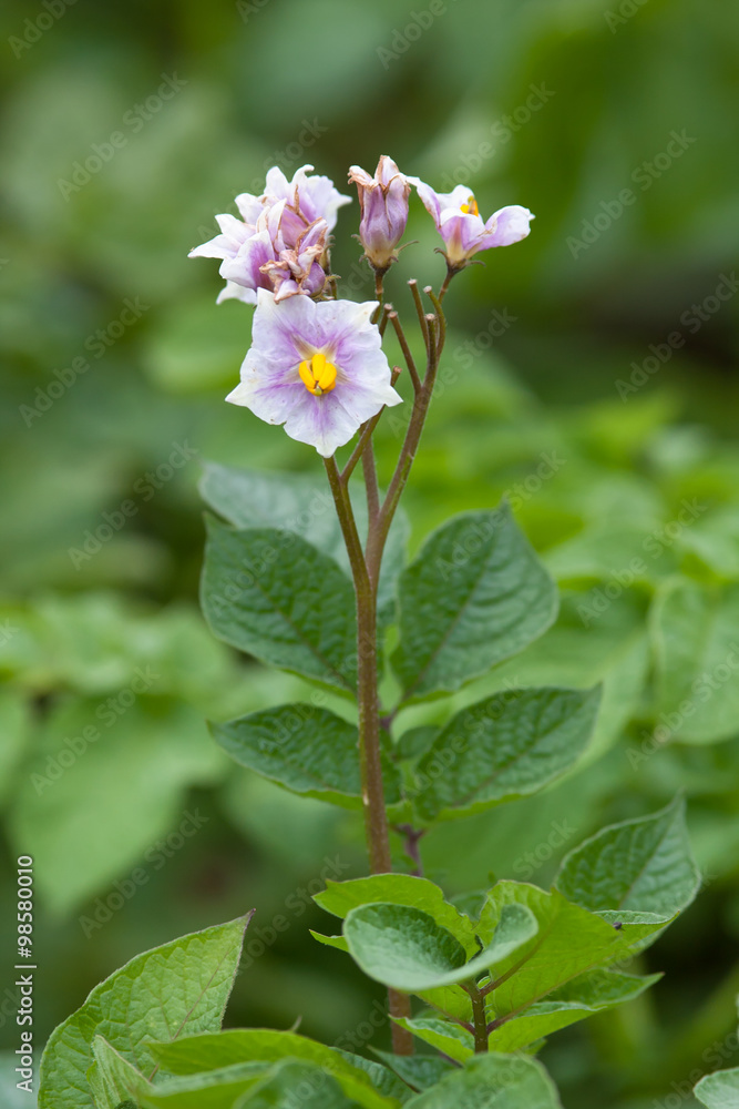 flowers of potato in the garden, closeup