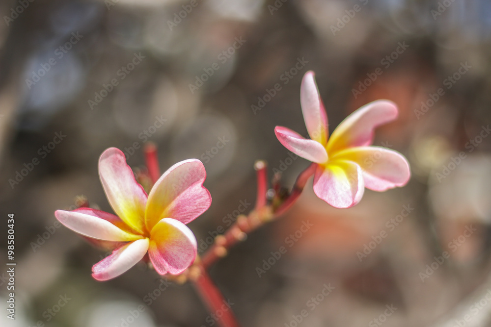 Pink Plumeria Flowers in soft focus