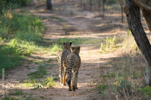 Pair of cheetahs walk off into the horizon 