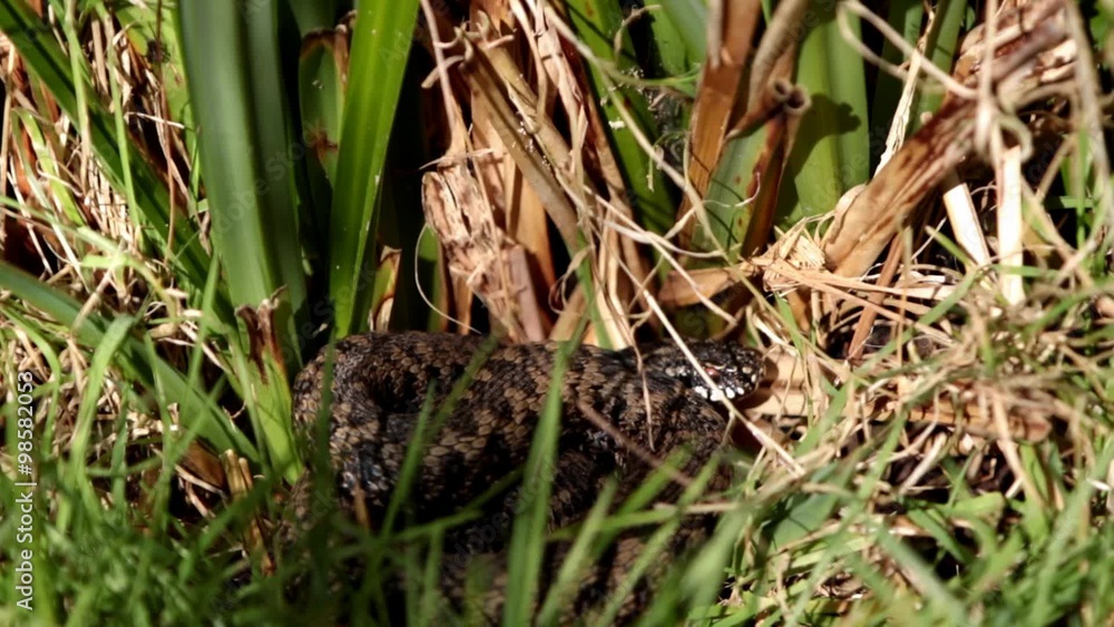Adder Basking in The Sun.