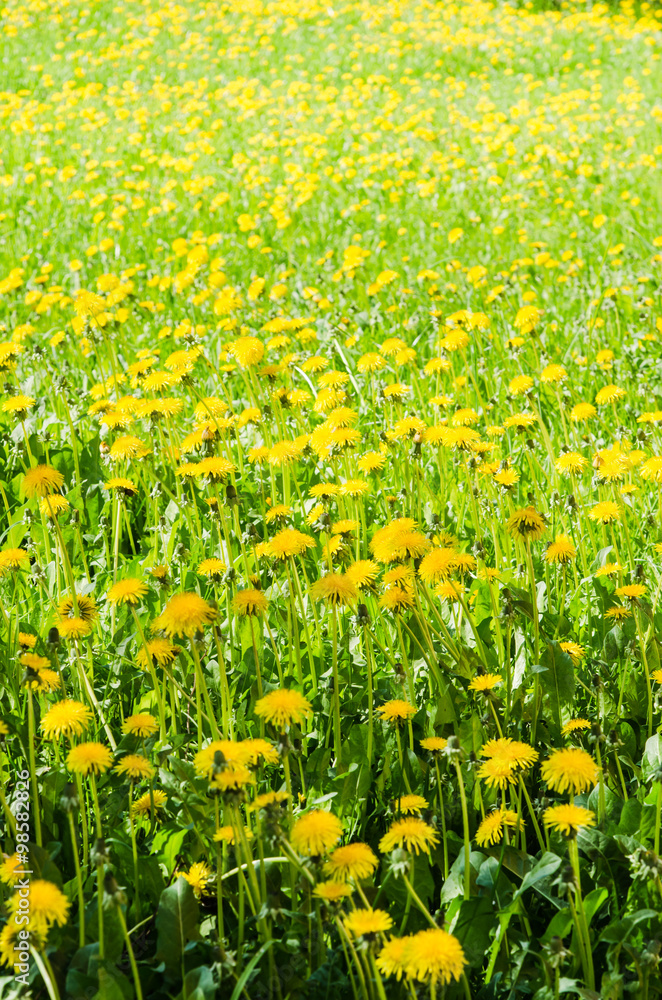 Obraz premium A field of yellow dandelion