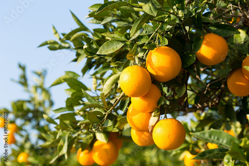 Valencia orange trees