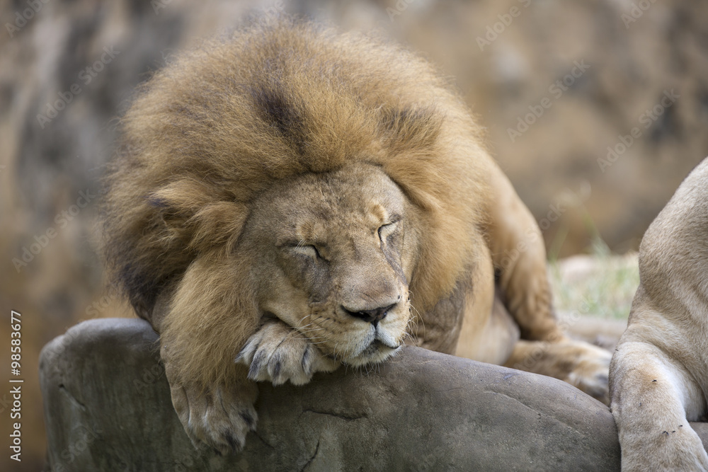 Obraz premium Lion face (front look close up) resting on top of a rock