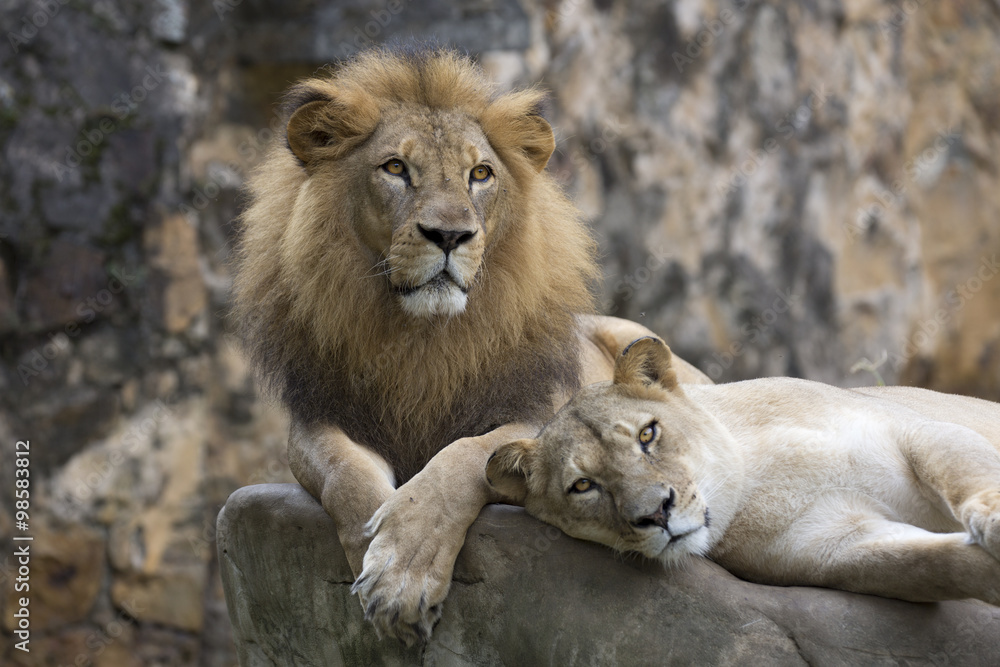 Lion face (front look close up) resting on top of a rock Lion face (front look close up) resting on top of a rock