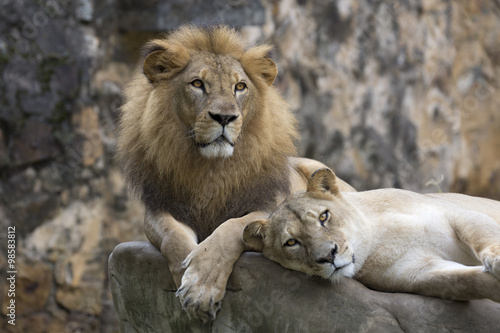 Fototapeta Naklejka Na Ścianę i Meble -  Lion face (front look close up) resting on top of  a rock