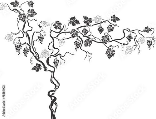 Grapevine 1