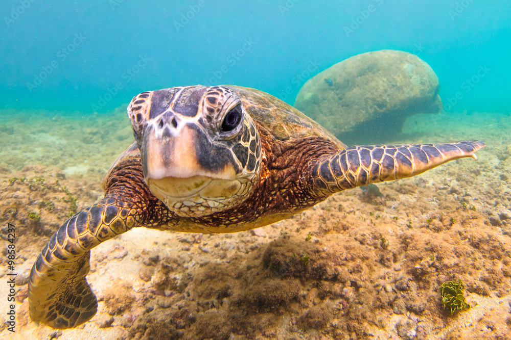 Fototapeta premium Endangered Hawaiian Green Sea Turtle cruising in the warm waters of the Pacific Ocean in Hawaii