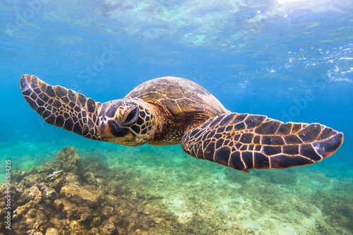 Endangered Hawaiian Green Sea Turtle cruising in the warm waters of the Pacific Ocean in Hawaii © shanemyersphoto