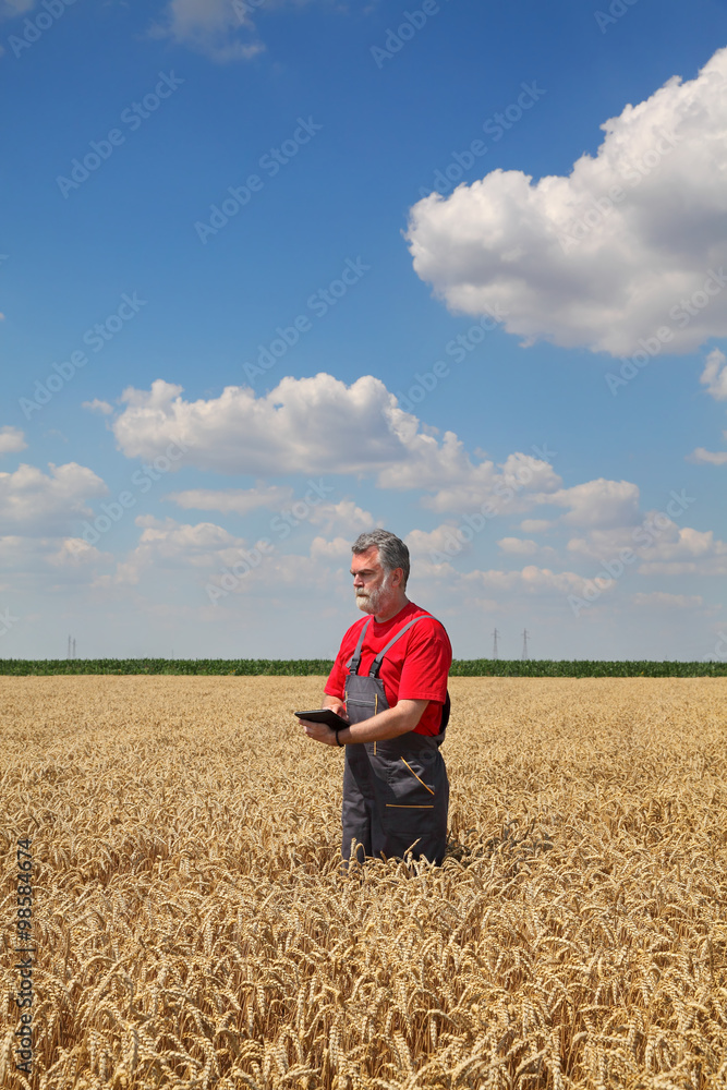 Farmer or agronomist inspect wheat field using tablet, harvest time Farmer or agronomist inspect wheat field using tablet, harvest time