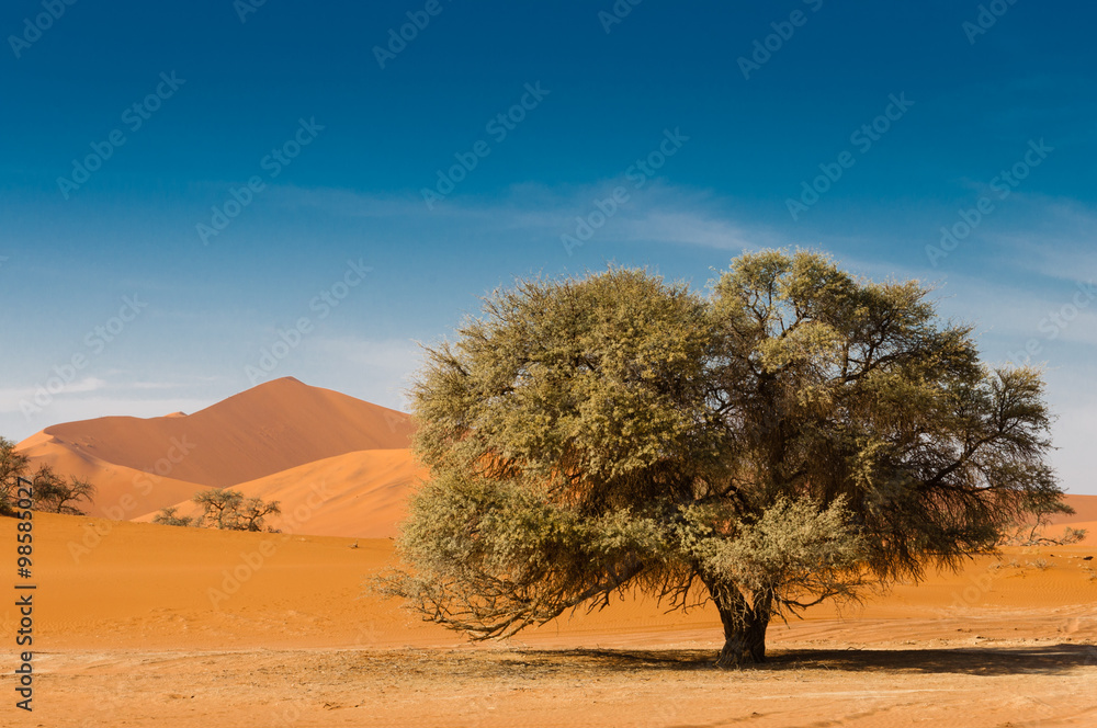 Wüstenlandschaft mit Baum und roten Dünen; Sossusvlei; Namibia