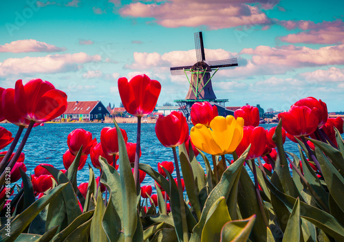 Photography Blossom tulips in the Dutch village with famous windmills.