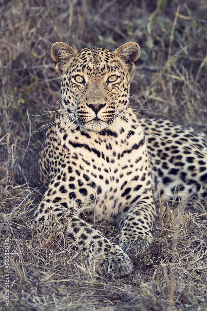 Beautiful leopard laying down on dry grass resting artistic conv Beautiful leopard laying down on dry grass resting artistic conv