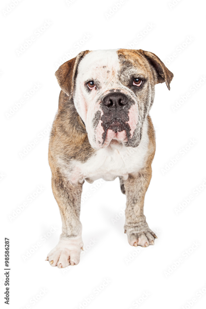 Attentive Large Bulldog Breed Dog