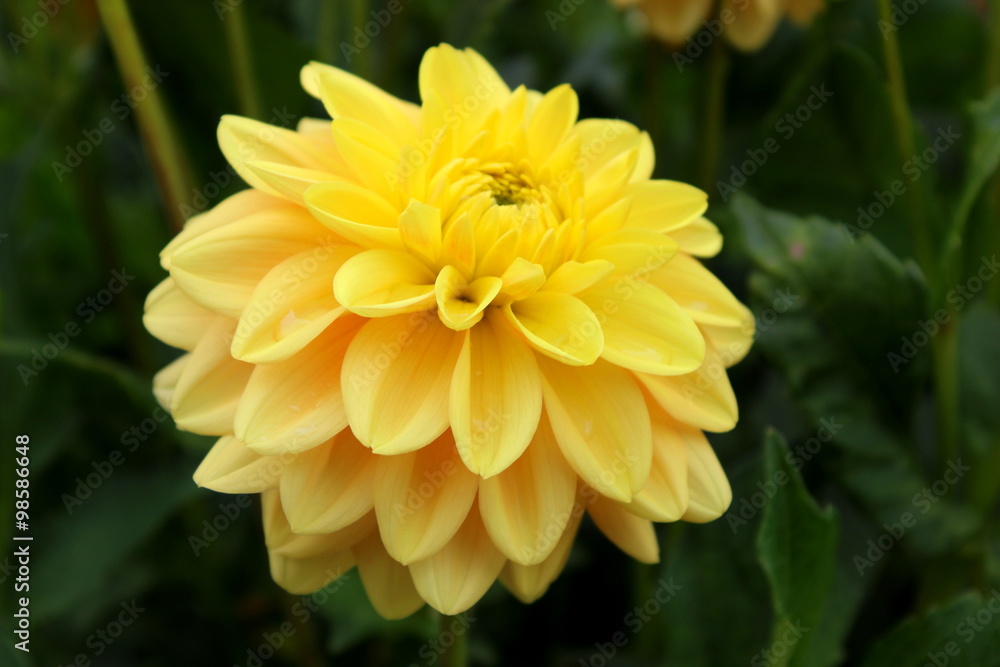 gelbe Dahlie gelbe Dahlie