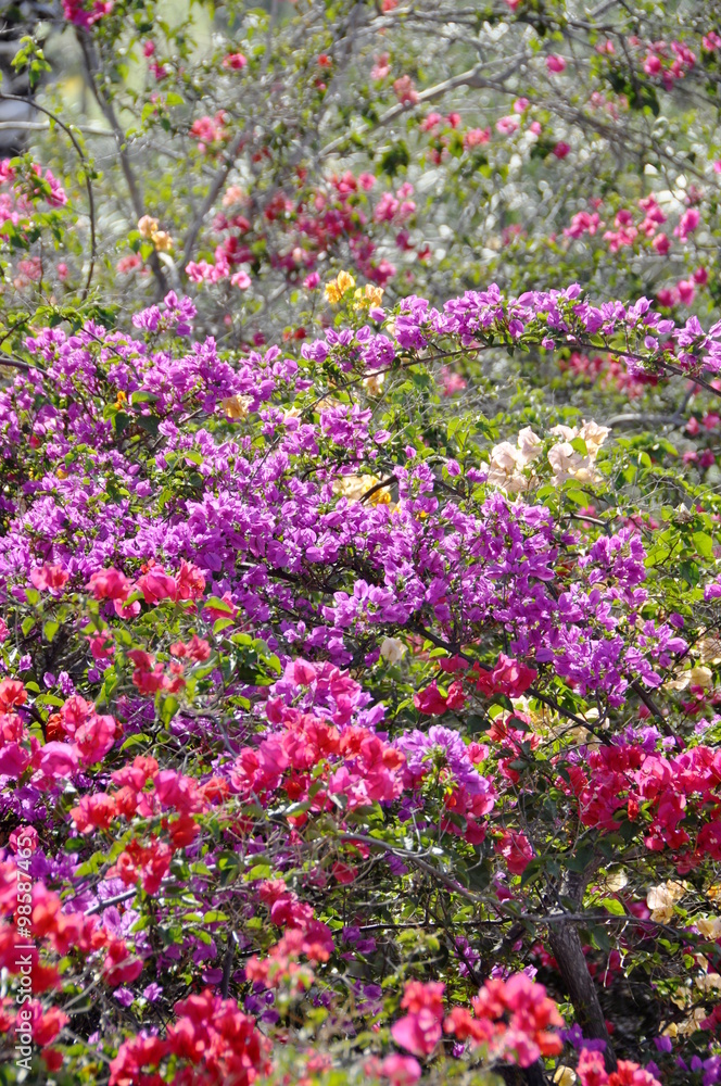 Bougainvillea flowers in many different colors growing in a garden