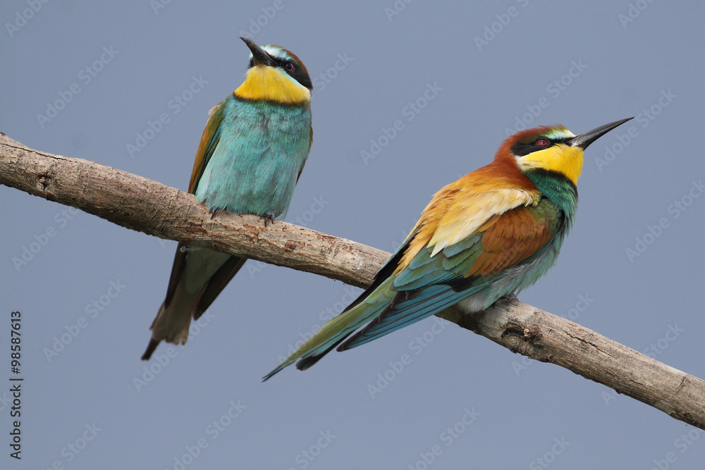 Fototapeta premium Pennuti