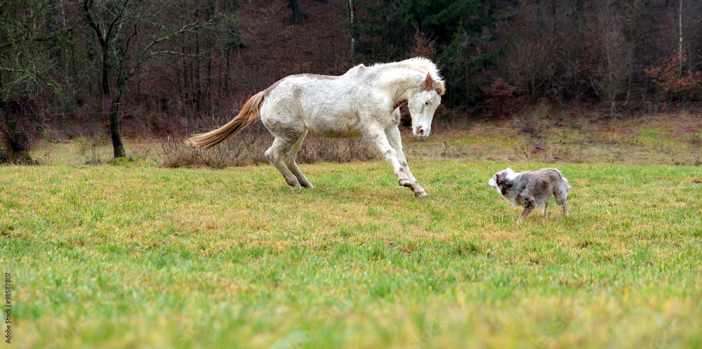 Obraz premium Wer treibt wen? Geschecktes Pferd jagt Hütehund