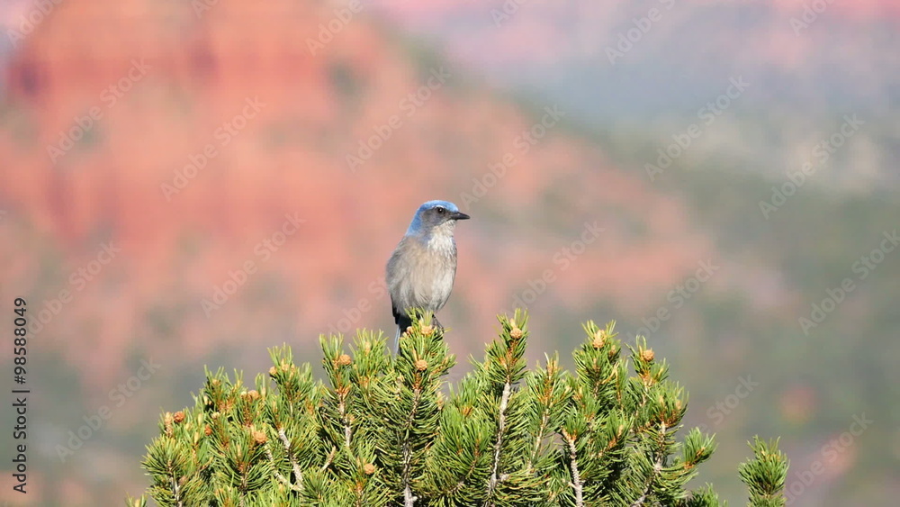 Western Scrub Jay Looking Around Western Scrub Jay Looking Around
