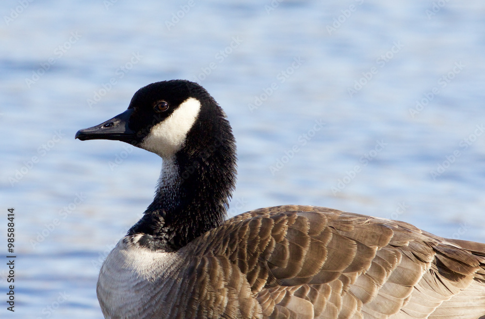 Beautiful Canada goose close-up Beautiful Canada goose close-up
