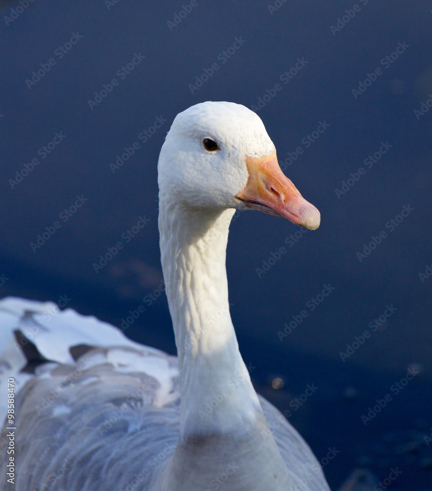 Obraz premium Photo of a snow goose