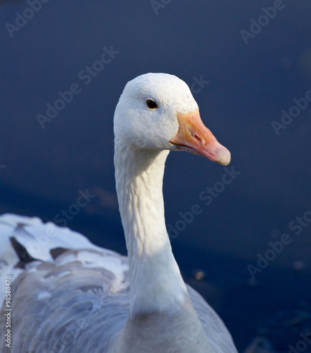 Photo of a snow goose