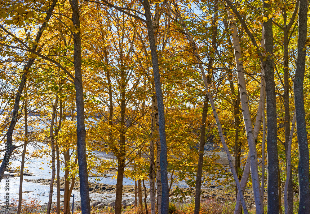 Fall trees in foreground with coastline in background Fall trees in foreground with coastline in background