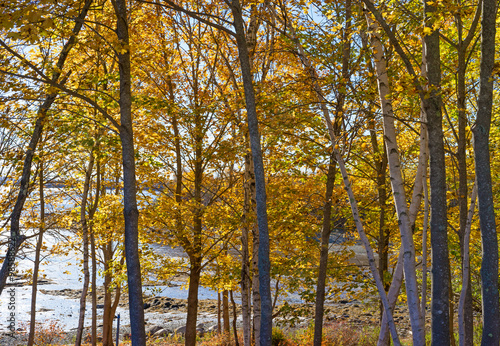 Fall trees in foreground with coastline in background