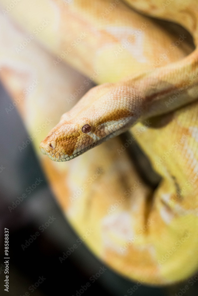 cloeup of yellow python snake cloeup of yellow python snake