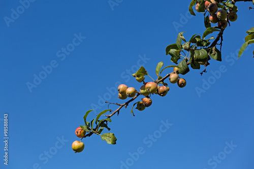 Branch of a wild apple tree against blue sky