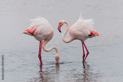 Flamingos  Walvis Bay  Namibia