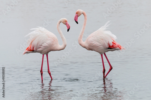 Flamingos, Walvis Bay; Namibia