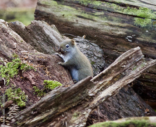 Image with the squirrel in the forest