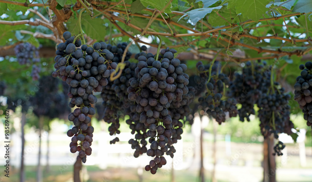 grapes harvest in vineyard