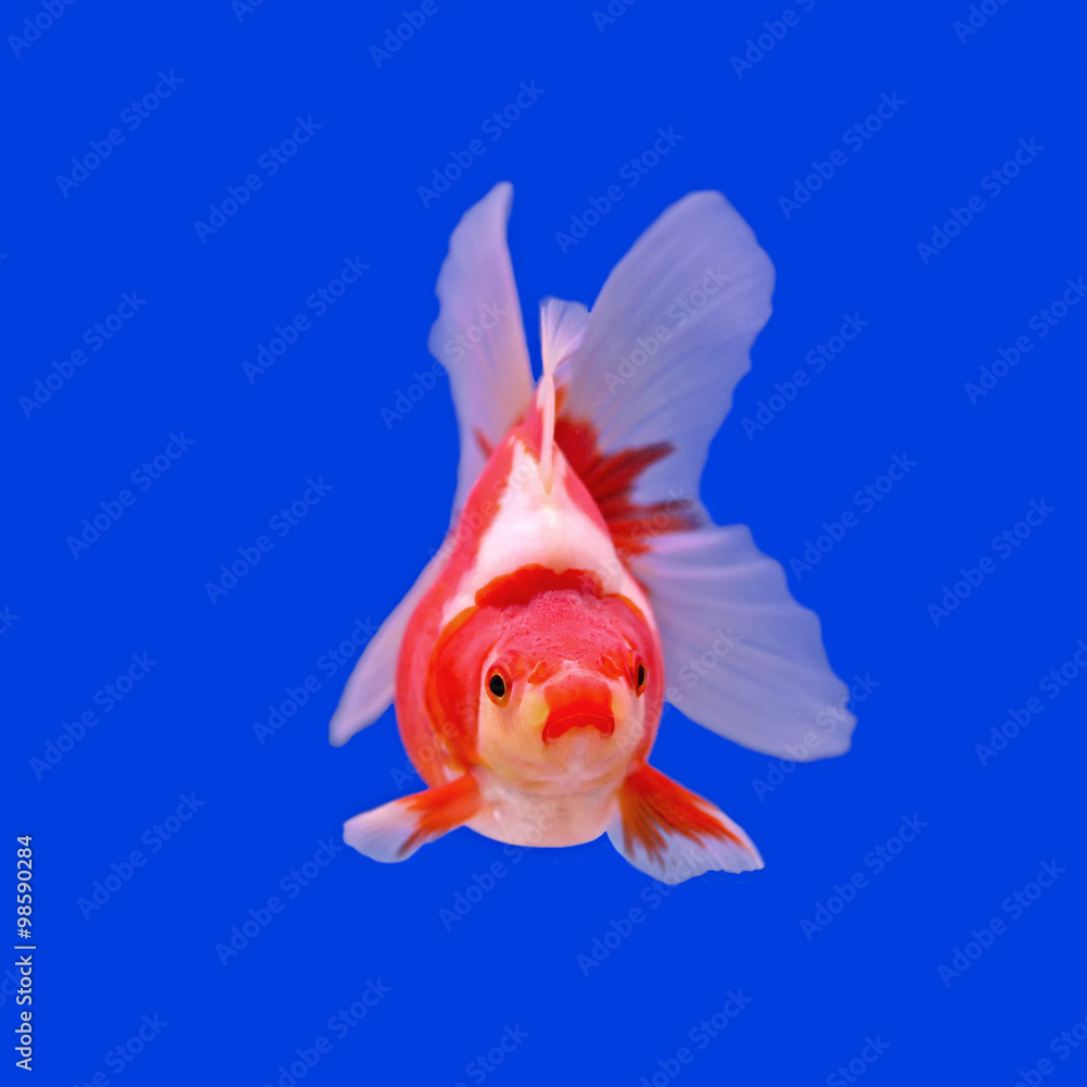 goldfish in the aquarium goldfish in the aquarium
