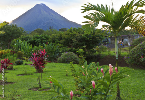 Arenal Volcano and Palm Tree