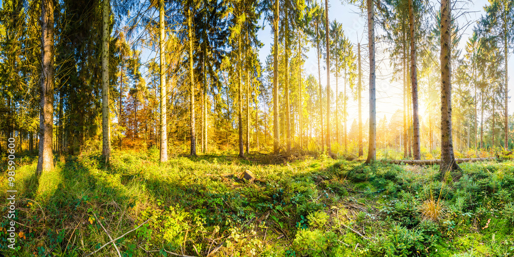 Fototapeta premium Sonnenaufgang im Wald