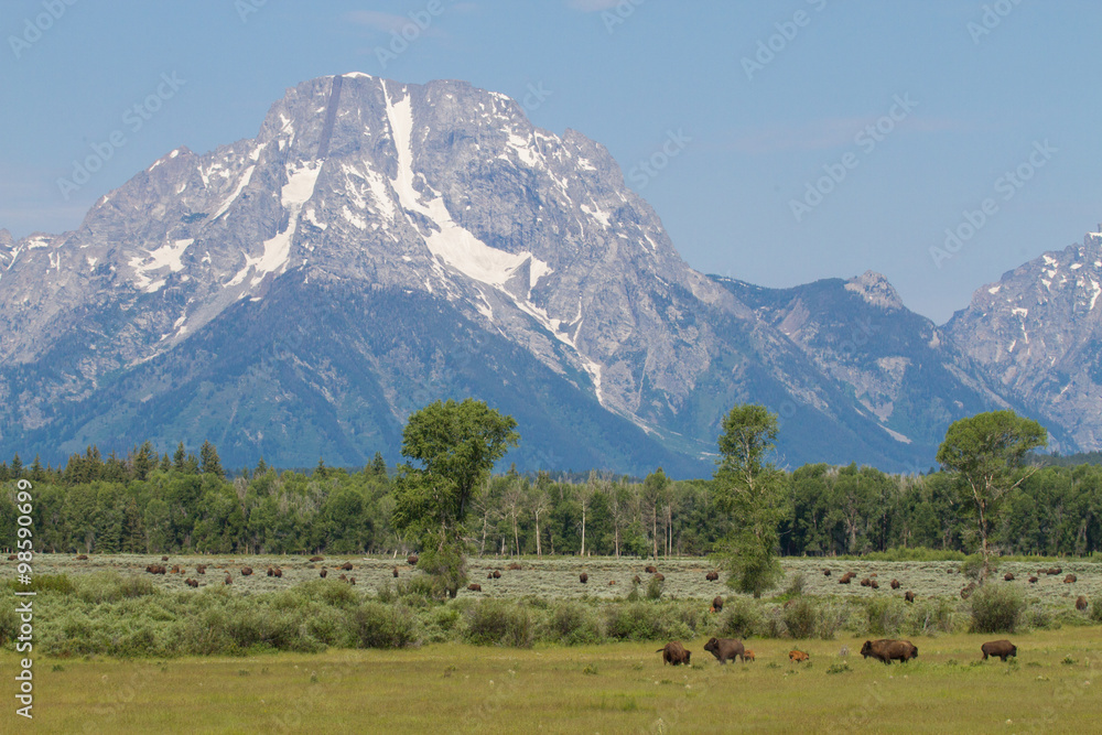 mountains blue sky bison herd