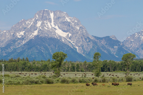 mountains blue sky bison herd