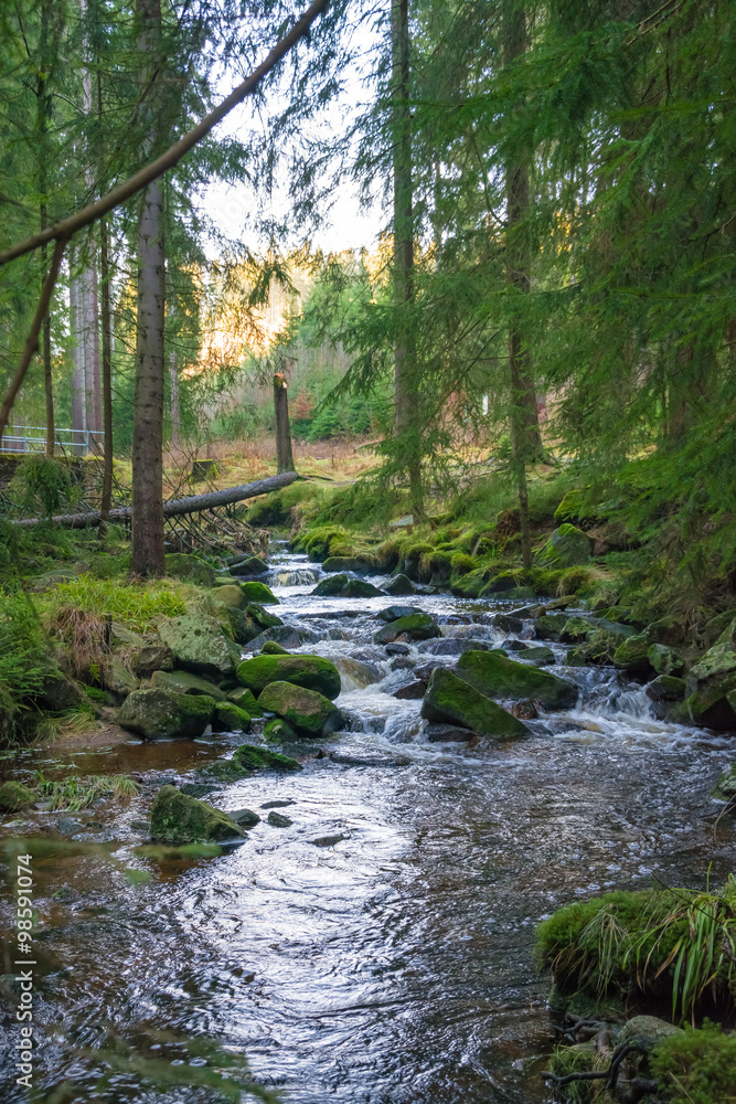 Stream in a forest Stream in a forest