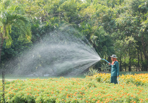 The gardener watering the flower