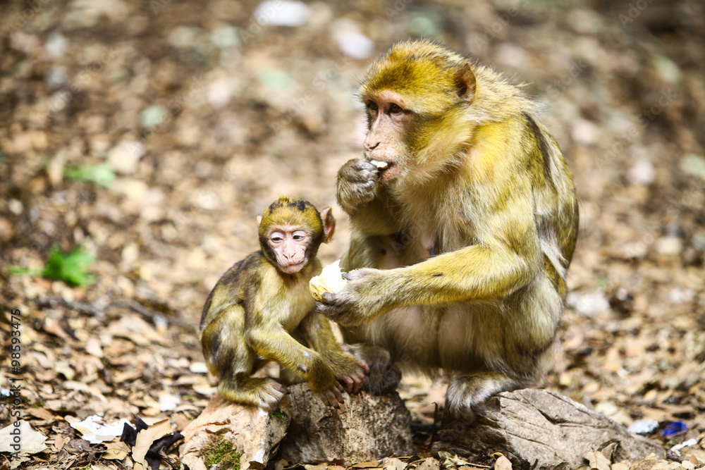 Obraz premium Macaque monkey in Morocco