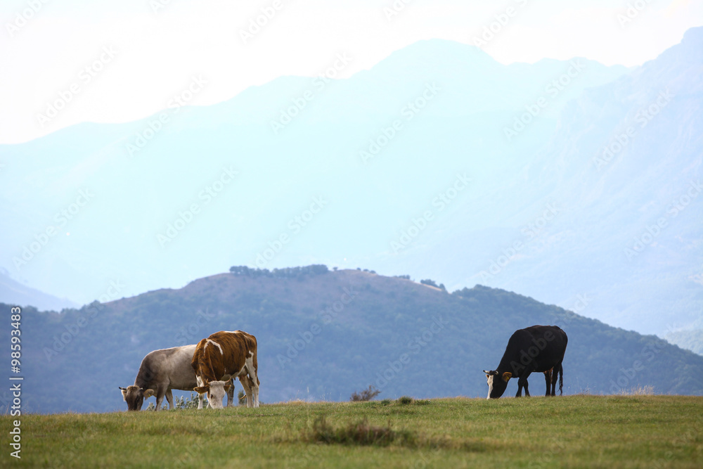 Fototapeta premium Cows on a field