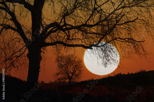 sunset behind the trees  photo