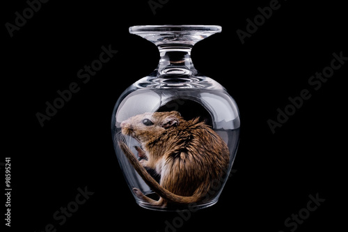 mouse in a glass, isolated black