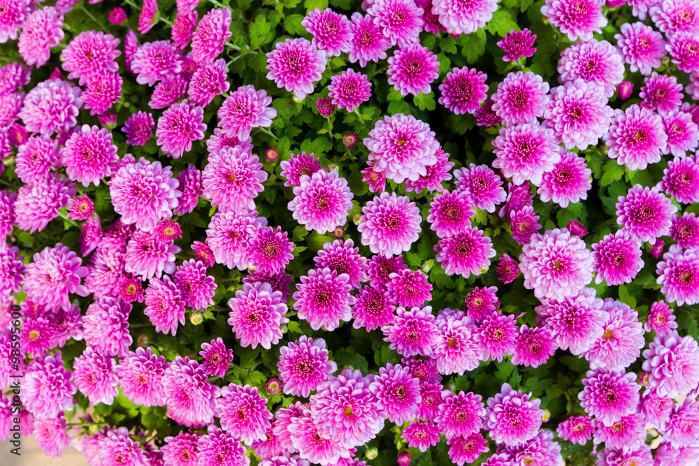 Beautiful flowers background. Beautiful flowers background.